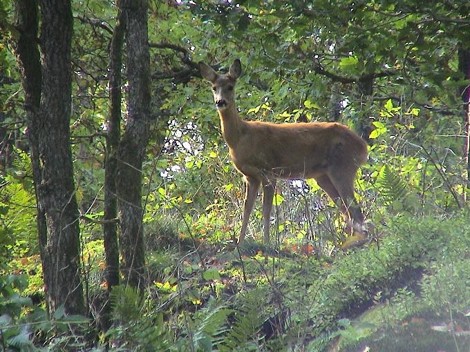 Natur 0211.JPG